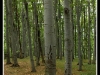 o_Bosque hayas Treknature2